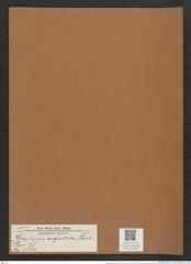 Rhaphoneis angustata Pant. (de-Toni-Nr.: Genus 78, Species 2830) Zeichnungen Sammlung Grunow Mappe 03000 (Herbarium_W_Grunow_drawings_Folder_03000)
